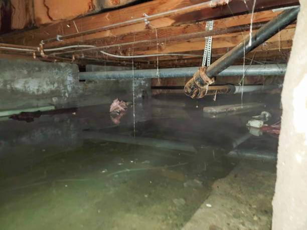 Best Water damage contractors near me  in St Francis, KS