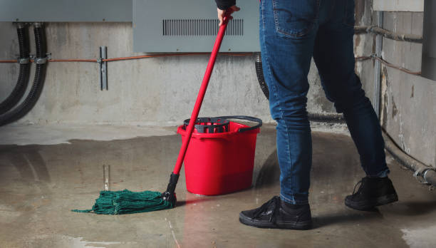 Best Mold removal after water damage  in St Francis, KS
